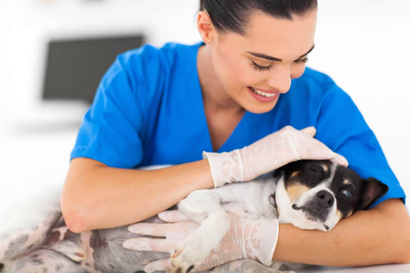 caring vet holding dog image